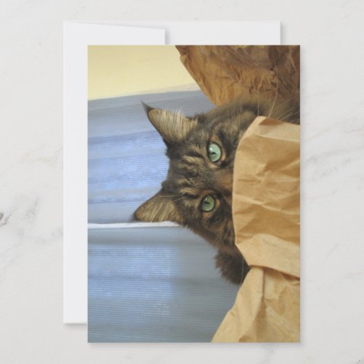 Cute Funny Maine Coon Kat dat ik hier niet ben (Voorkant)