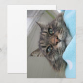 Cute Funny Maine Coon Kat Day Dreaming (Voorkant / Achterkant)