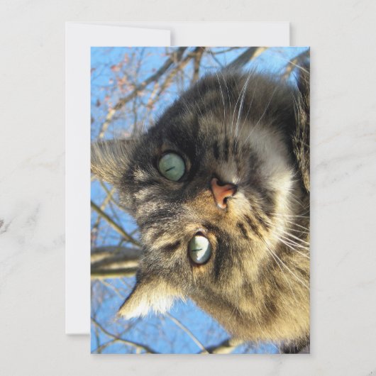 Cute Funny Maine Coon Kat Fuzzy Face (Voorkant)