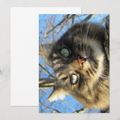 Cute Funny Maine Coon Kat Fuzzy Face (Voorkant / Achterkant)