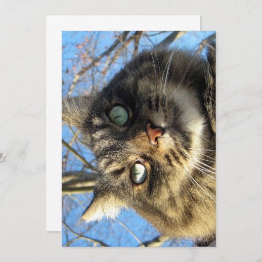 Cute Funny Maine Coon Kat Fuzzy Face (Voorkant / Achterkant)