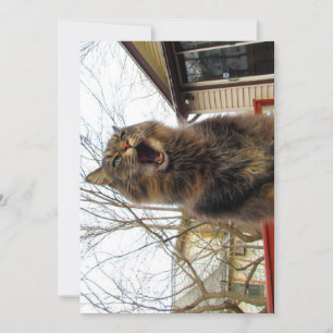 Cute Funny Maine Coon Kat Ik ben een vogelhuis