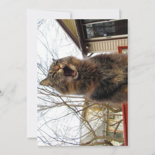 Cute Funny Maine Coon Kat Ik ben een vogelhuis (Voorkant)