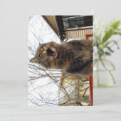 Cute Funny Maine Coon Kat Ik ben een vogelhuis (Staand voorkant)