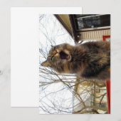 Cute Funny Maine Coon Kat Ik ben een vogelhuis (Voorkant / Achterkant)