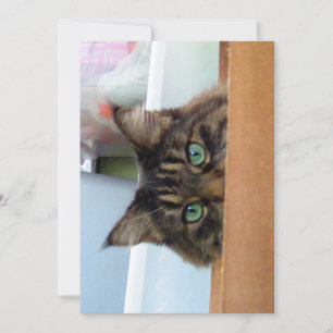 Cute Funny Maine Coon Kat Peek a Boo