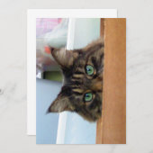 Cute Funny Maine Coon Kat Peek a Boo (Voorkant / Achterkant)