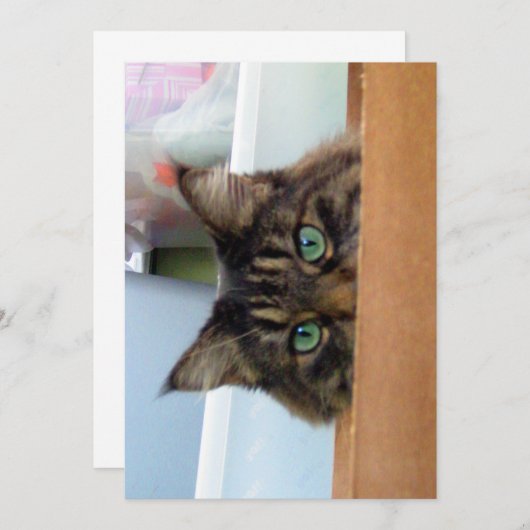 Cute Funny Maine Coon Kat Peek a Boo (Voorkant / Achterkant)