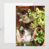 Cute Funny Maine Coon Kat Rustic (Voorkant / Achterkant)