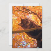 Cute Funny Maine Coon Kat Tree (Voorkant)