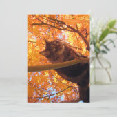 Cute Funny Maine Coon Kat Tree (Staand voorkant)