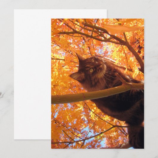 Cute Funny Maine Coon Kat Tree (Voorkant / Achterkant)