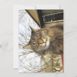 Cute Funny Maine Coon Kat zo blij