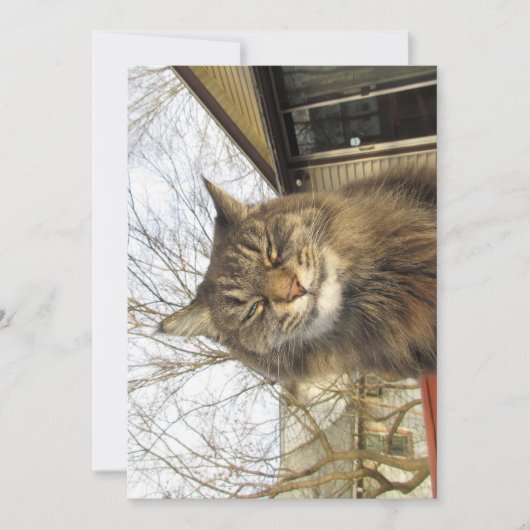 Cute Funny Maine Coon Kat zo blij (Voorkant)