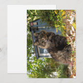 Cute Funny Maine Coon Kitty Cat (Voorkant / Achterkant)