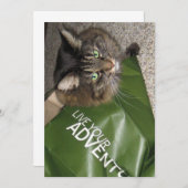 Cute Funny Maine Coon Kitty Cat de avonturier (Voorkant / Achterkant)