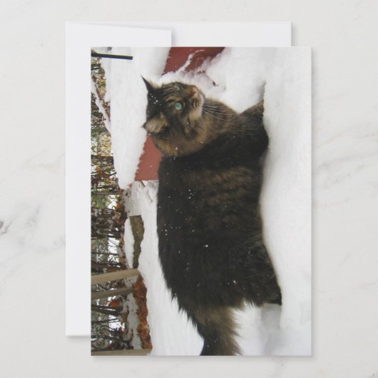 Cute Funny Maine Coon Kitty Cold Toes (Voorkant)