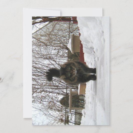 Cute Funny Maine Coon laat het sneeuwen (Voorkant)