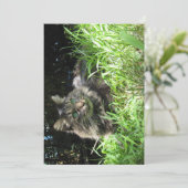 Cute Funny Maine Coon The Grassy Knoll (Staand voorkant)