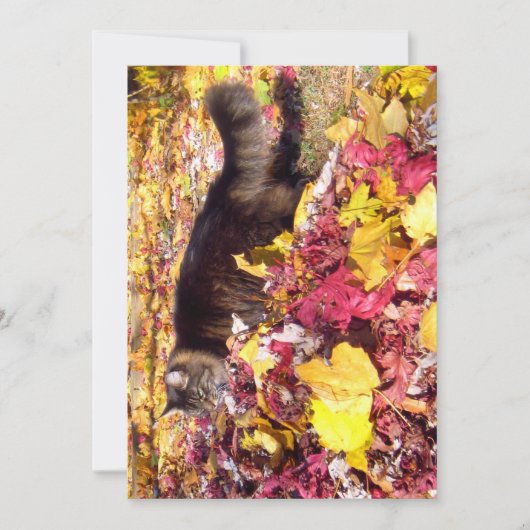 Cute Funny Maine Coon The Leaf Inspection (Voorkant)