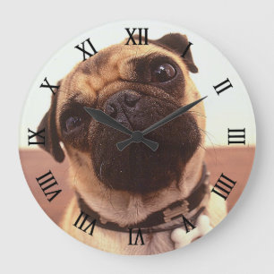 Cute Funny Pug Close-up Grote Klok
