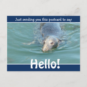 Cute Funny Seal Just gezegde Hallo Briefkaart