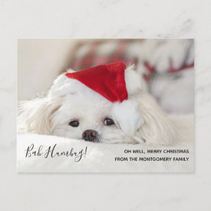 Cute Funny White Dog Kerstmis Bah Humbug Feestdagenkaart
