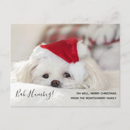 Cute Funny White Dog Kerstmis Bah Humbug Feestdagenkaart (Voorkant)