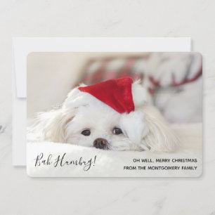 Cute Funny White Dog Kerstmis Bah Humbug Feestdagenkaart