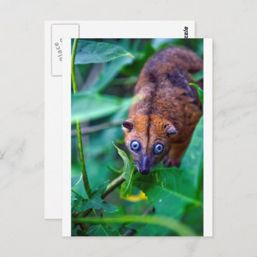 Cute furry cuscus possum die naar camera kijkt briefkaart (Voorkant / Achterkant)