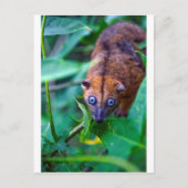 Cute furry cuscus possum die naar camera kijkt briefkaart (Voorkant)