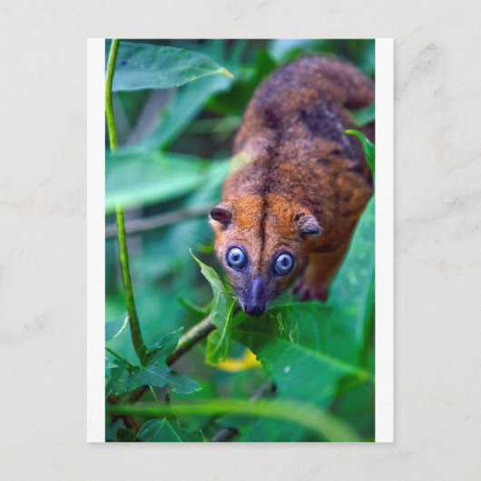Cute furry cuscus possum die naar camera kijkt briefkaart (Voorkant)