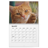 Cute Furry Friends Cat Calendar Kalender (Mar 2027)