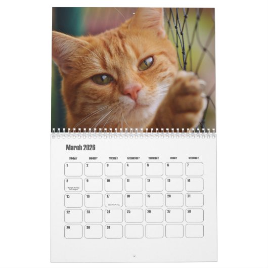 Cute Furry Friends Cat Calendar Kalender (Mar 2026)