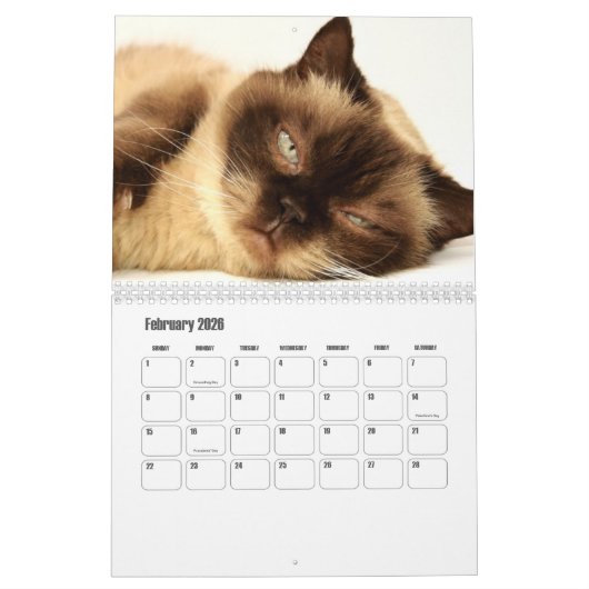 Cute Furry Friends Cat Calendar Kalender (Feb 2026)