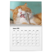 Cute Furry Friends Cat Calendar Kalender (Jan 2026)