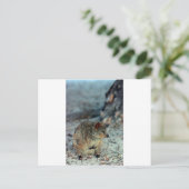 Cute fury Quokka op het eiland Rottnest Briefkaart (Staand voorkant)