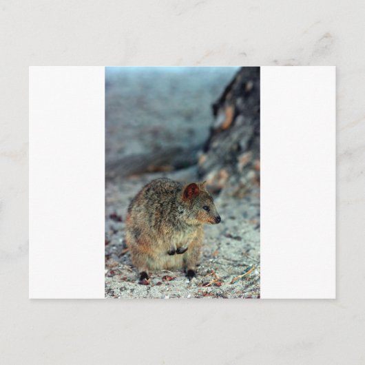 Cute fury Quokka op het eiland Rottnest Briefkaart (Voorkant)