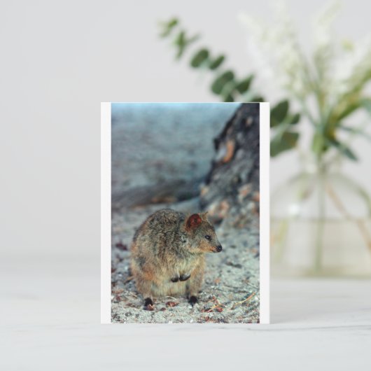 Cute fury Quokka op het eiland Rottnest Briefkaart (Staand voorkant)