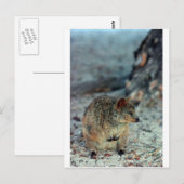 Cute fury Quokka op het eiland Rottnest Briefkaart (Voorkant / Achterkant)