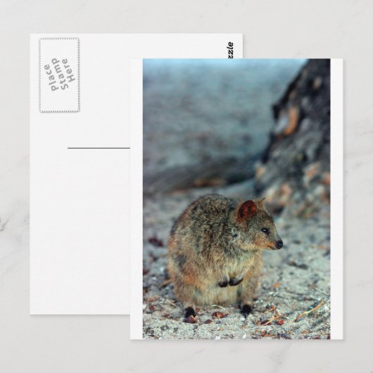 Cute fury Quokka op het eiland Rottnest Briefkaart (Voorkant / Achterkant)