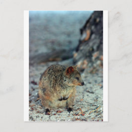 Cute fury Quokka op het eiland Rottnest Briefkaart