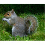 Cute fuzzy squirrel foto sculptuur staand fotobeeldje<br><div class="desc">Geweldig voor jezelf en om cadeautjes te geven.</div>