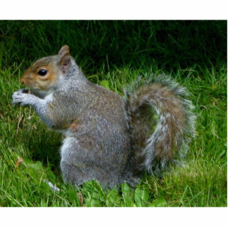 Cute fuzzy squirrel foto sculptuur staand fotobeeldje