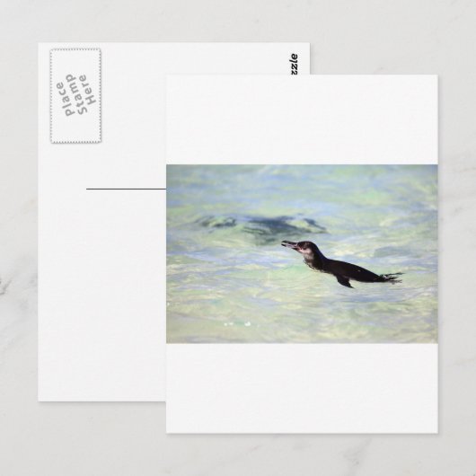 Cute Galapagos pinguin zwemmen Briefkaart (Voorkant / Achterkant)