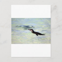 Cute Galapagos pinguin zwemmen Briefkaart