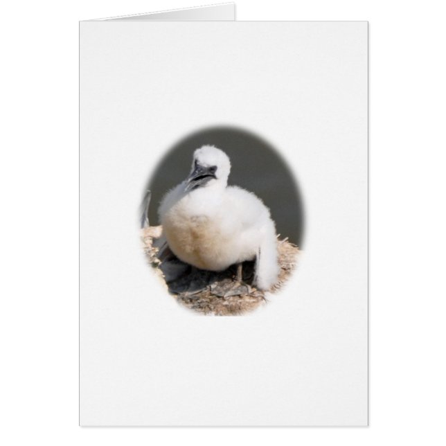 Cute Gannet Chick (Voorkant)