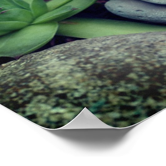 Cute Garden Frog Succulent Garden Poster (Hoek)