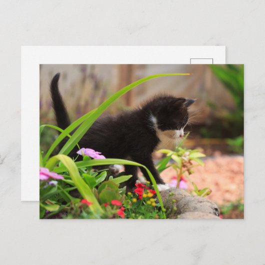Cute Garden Kitten Briefkaart (Voorkant / Achterkant)