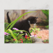 Cute Garden Kitten Briefkaart (Voorkant)